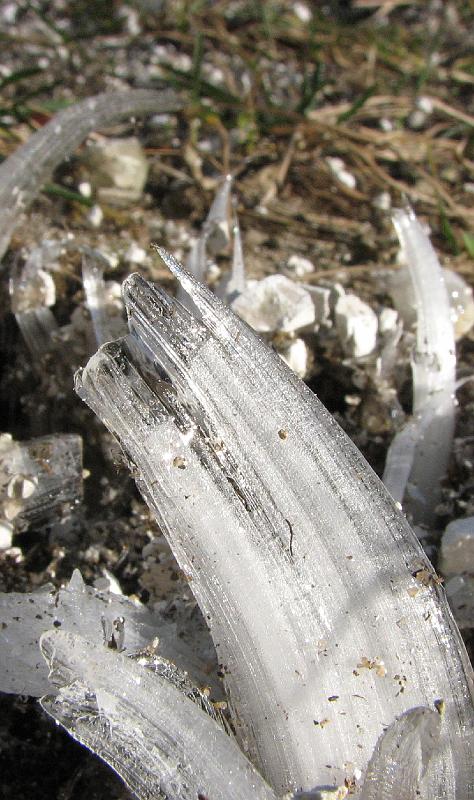 2008-12-13_Ice_Forest 033_1.jpg